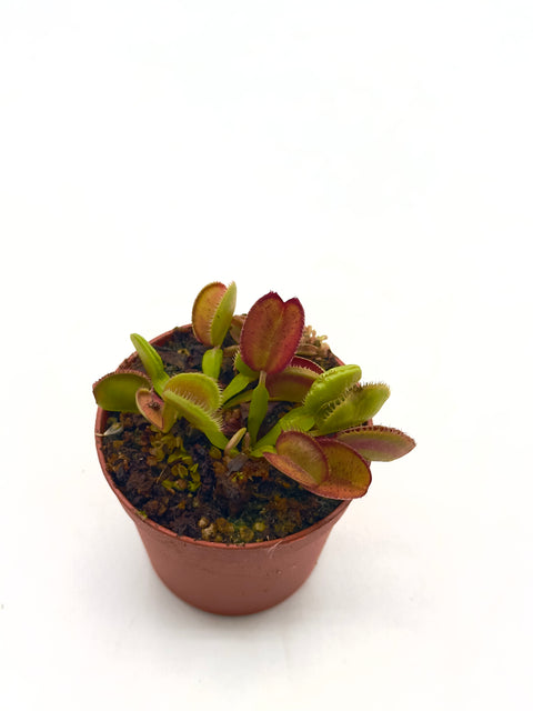 Dionaea Muscipula "Carboni Ardenti"