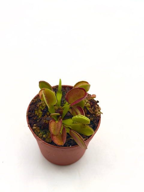 Dionaea Muscipula "Carboni Ardenti"