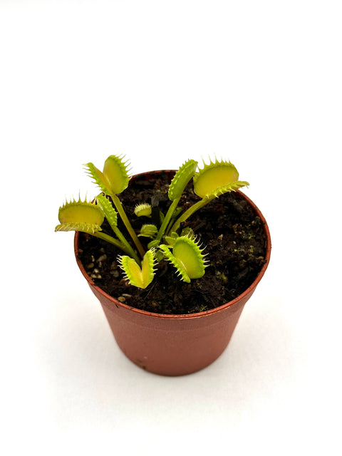 Dionaea Muscipula "Anemone" (Caput Mundi Labs)