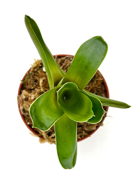 Brocchinia Reducta