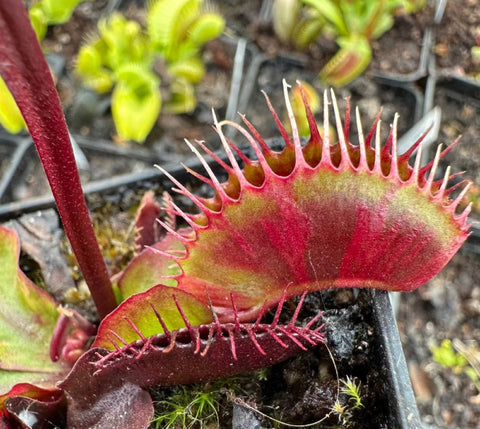 Dionaea Muscipula "Krampfader"