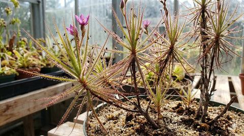 Roridula gorgonias: la "quasi carnivora" che sfida la definizione di pianta carnivora