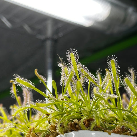 Drosera Capensis