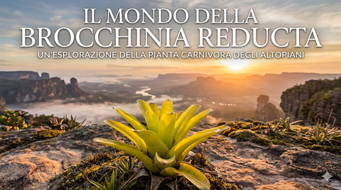Brocchinia reducta: la bromeliacea carnivora che sfida i confini della botanica