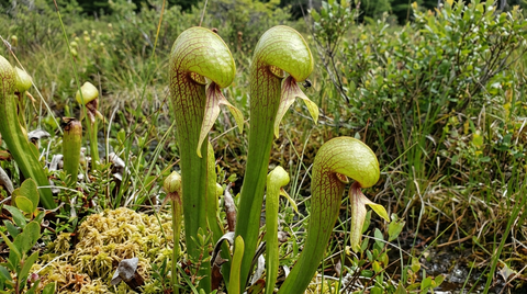 Darlingtonia californica: la pianta carnivora più affascinante (e difficile) da coltivare