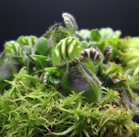 Cephalotus Follicularis