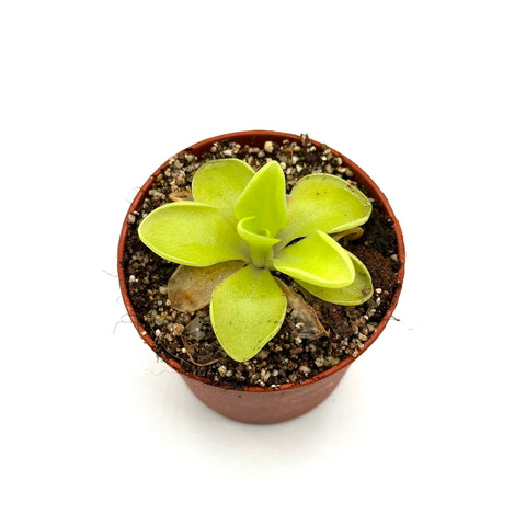 Pinguicula