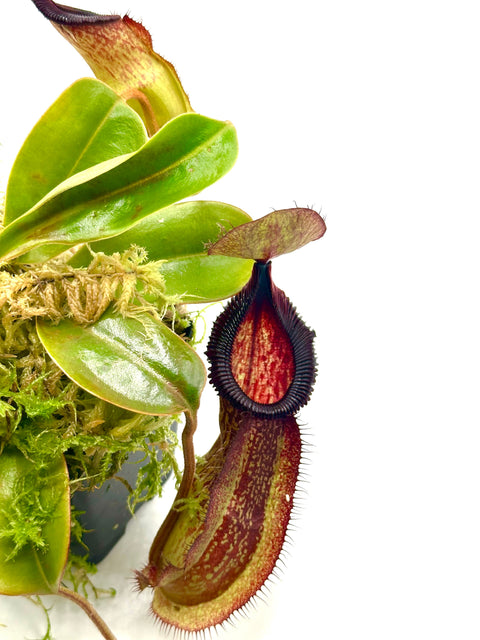 Nepenthes