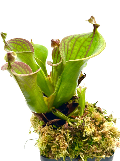 Heliamphora