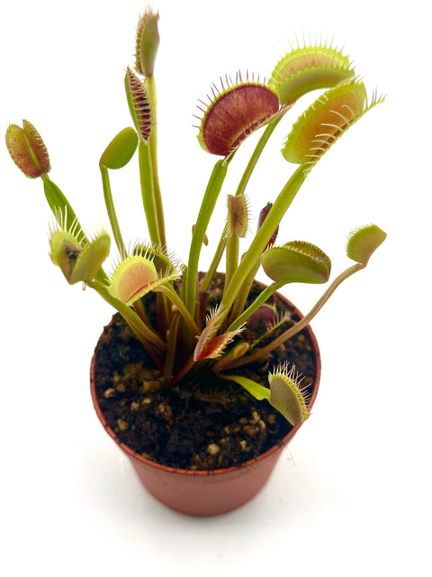 Dionaea Muscipula