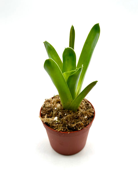 Brocchinia