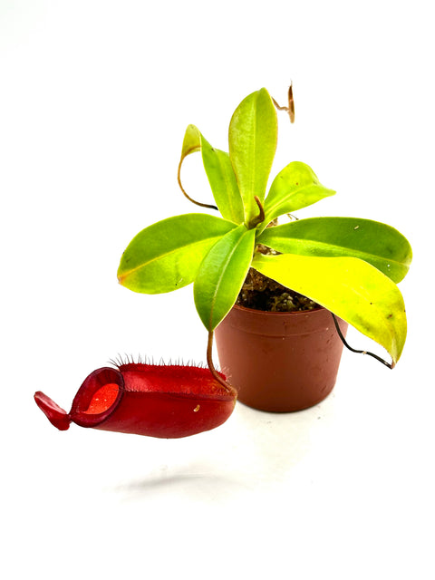 Nepenthes 'Bloody Mary'