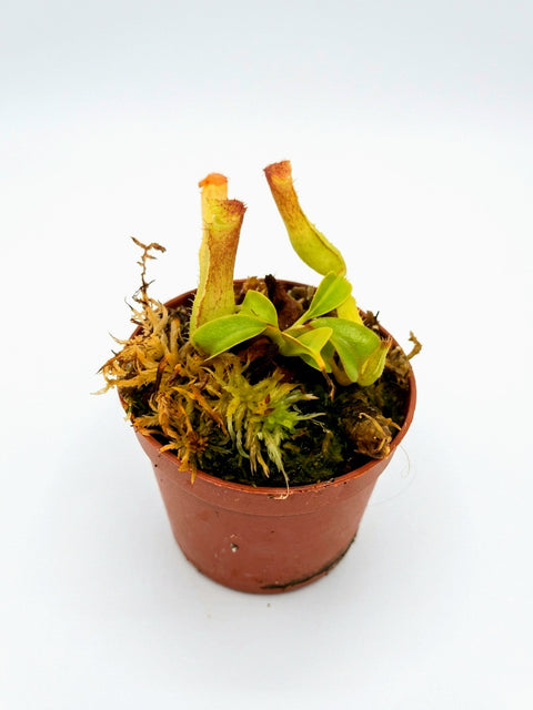 Nepenthes truncata Pantaron Range, Mindanao, Philippines