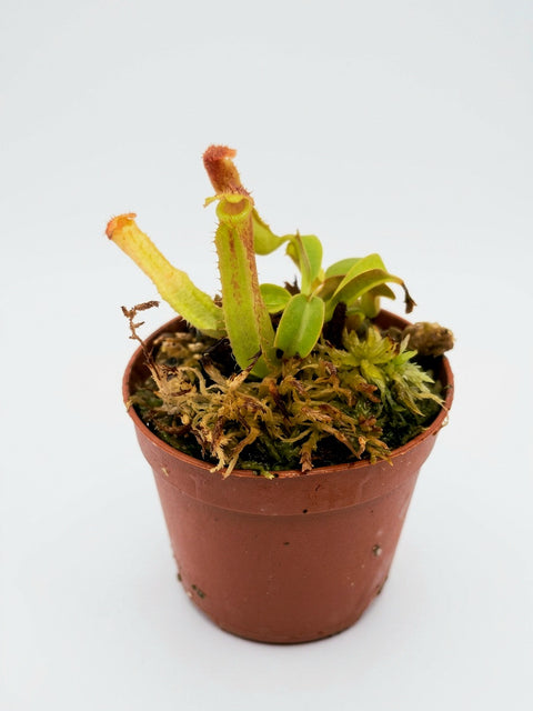 Nepenthes truncata Pantaron Range, Mindanao, Philippines