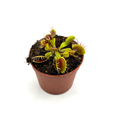 Dionaea muscipula Nihasa