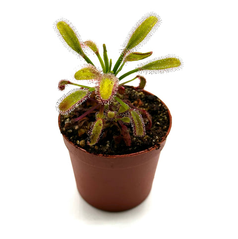 Drosera capensis "Bainkloof"