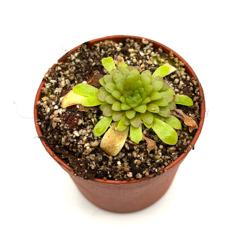 Pinguicula laueana