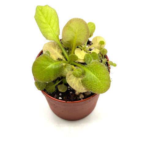 Drosera Andromeda