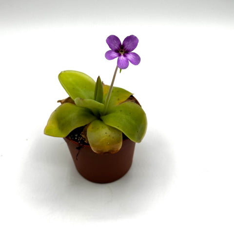 Pinguicula × Gina