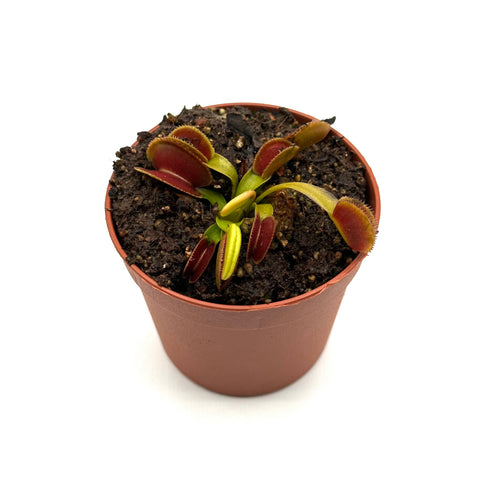 Dionaea Muscipula "Microdent"