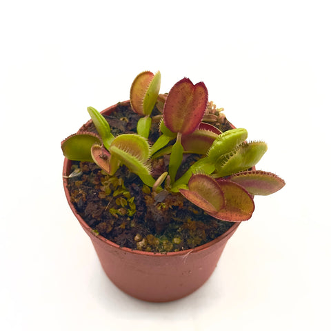 Dionaea Muscipula "Burning Coals"
