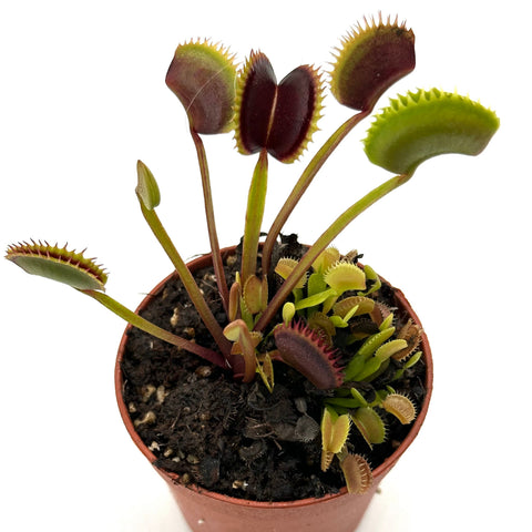 Dionaea Muscipula "Wine Mountain"