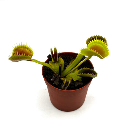 Dionaea muscipula Great White Shark