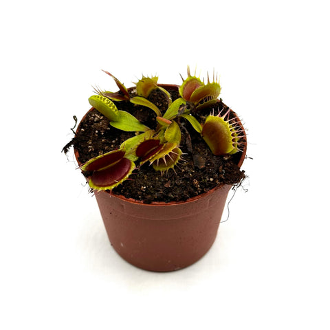 Dionaea muscipula Nihasa