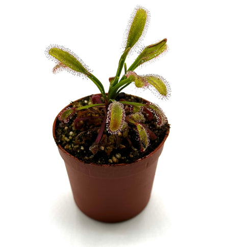 Drosera capensis "Bainkloof"