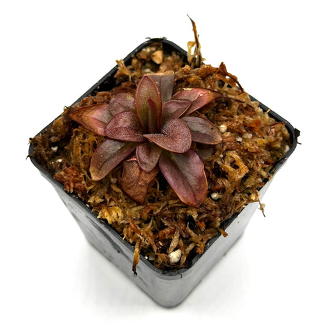 Pinguicula planifolia