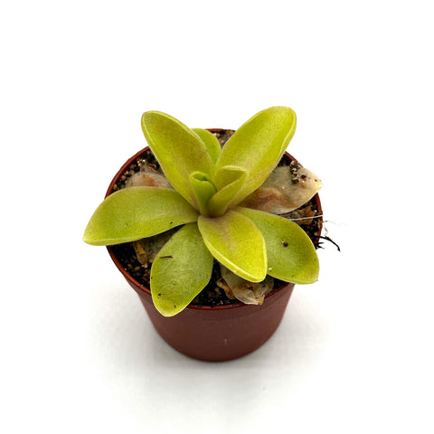 Pinguicula ‘Razzberry Blonde’