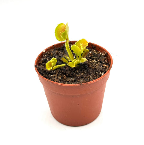 Dionaea Muscipula "Devil Kiss" (Caput Mundi Labs)