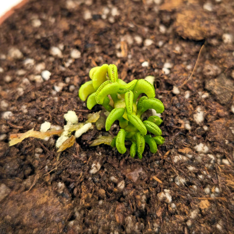 Dionaea Muscipula "Cudo"