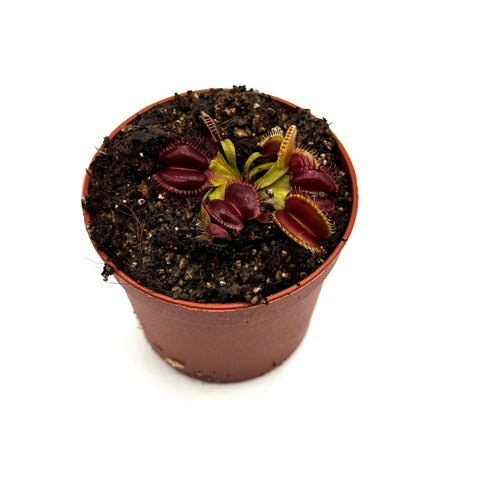 Dionaea muscipula Curly teeth