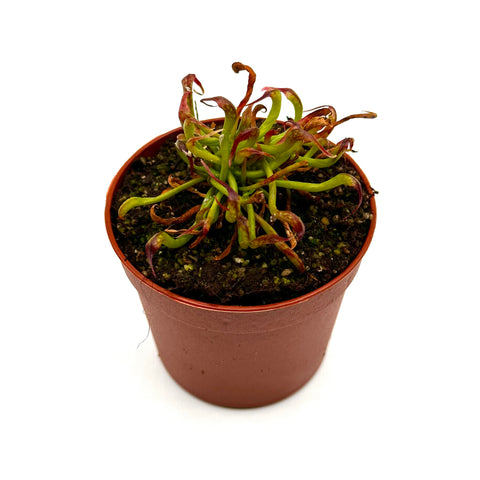 Darlingtonia californica