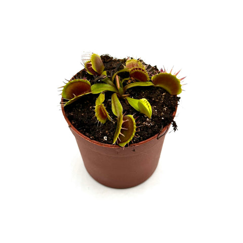 Dionaea muscipula Nihasa