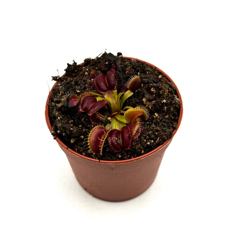 Dionaea muscipula Curly teeth