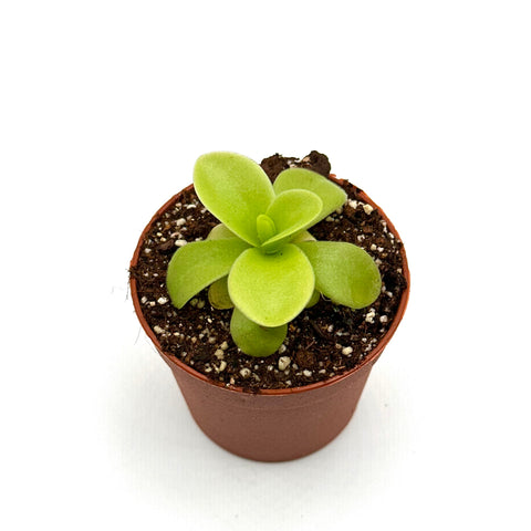 Pinguicula gigantea