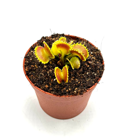 Dionaea Muscipula "Dementor" (Caput Mundi Labs)