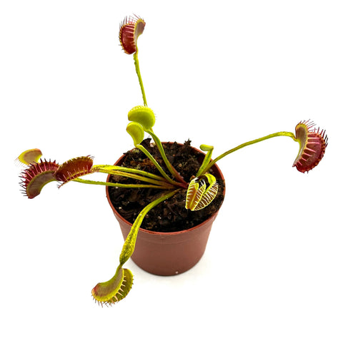 Dionaea muscipula Plumechon crested