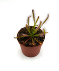 Drosera Capensis