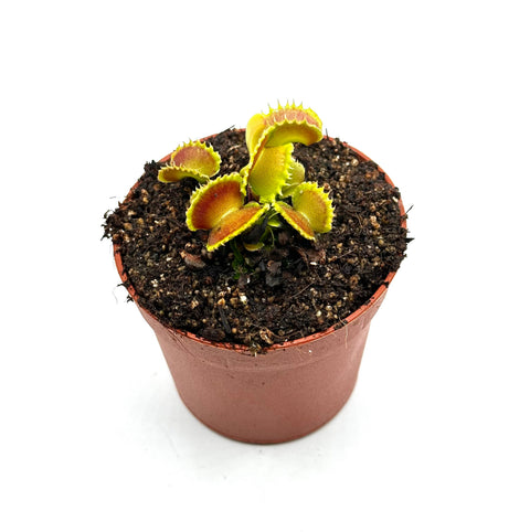 Dionaea Muscipula "Dementor" (Caput Mundi Labs)