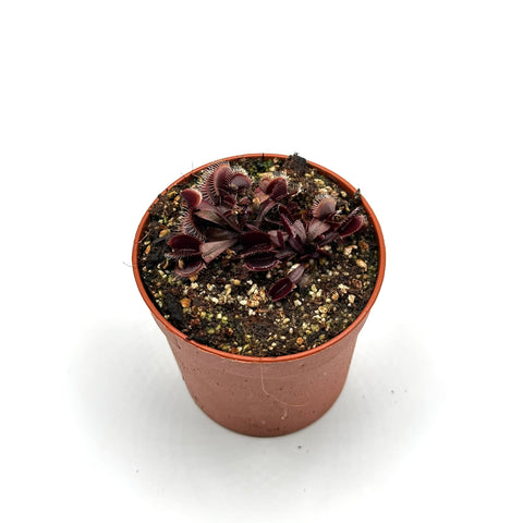 Dionaea muscipula Clayton's Vulcanic Red