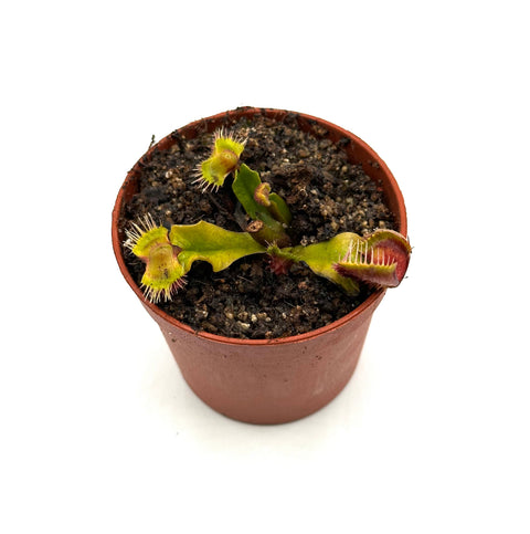 Dionaea muscipula Punk