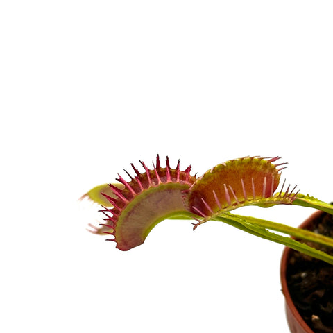 Dionaea muscipula Plumechon crested