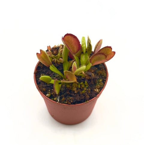 Dionaea Muscipula "Carboni Ardenti"