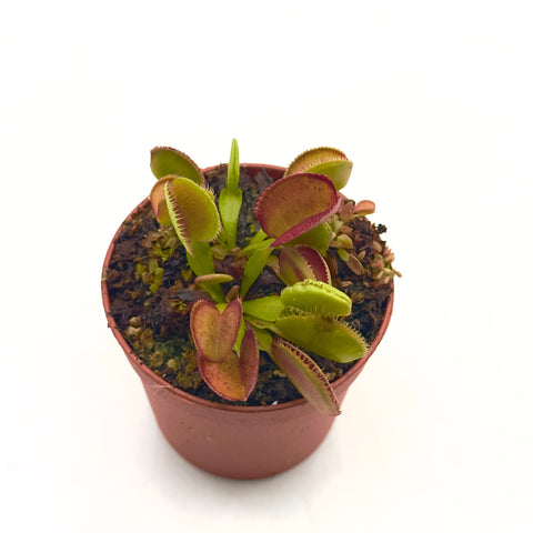 Dionaea Muscipula "Burning Coals"