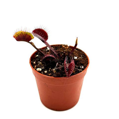 Dionaea Muscipula "Krampfader" 