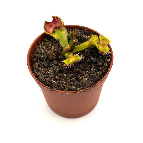 Dionaea muscipula Punk