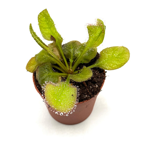 Drosera Andromeda